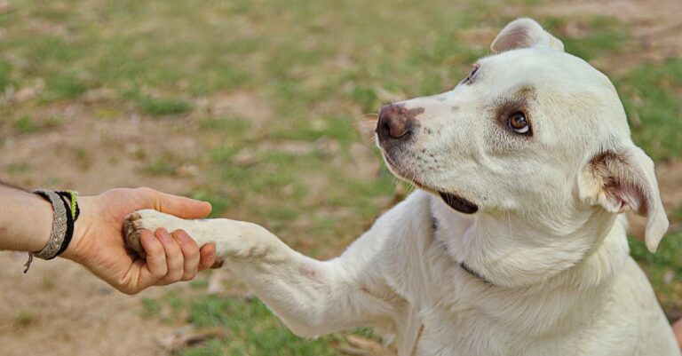 8 Powerful Ways Autism Emotional Support Animals Transform Lives