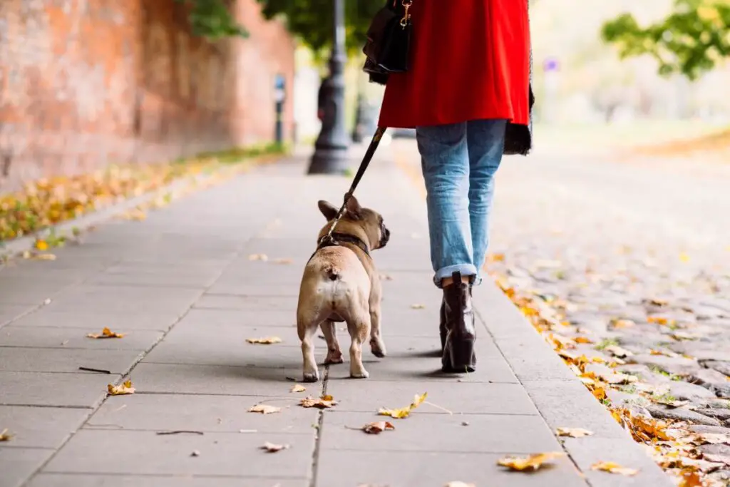there are many benefits of walking in the morning. And, you can always bring your dog.