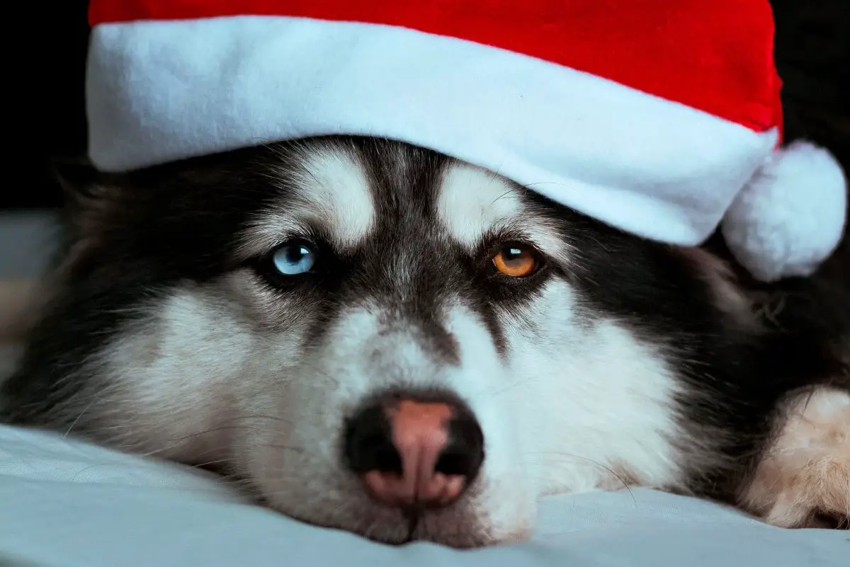 Family traditions can rob members of holiday spirit if they don't want to participate.