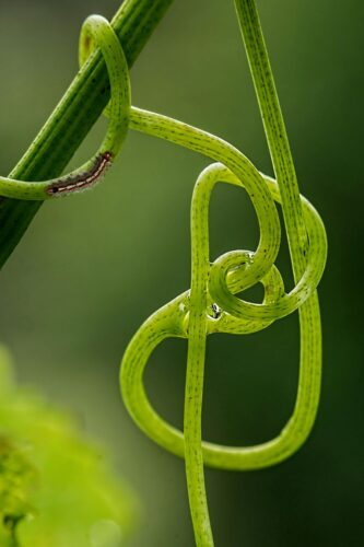 Even looping in nature seems to showcase great examples of what is looping.