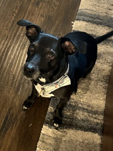 "Oakley" would make a great autism support animal.