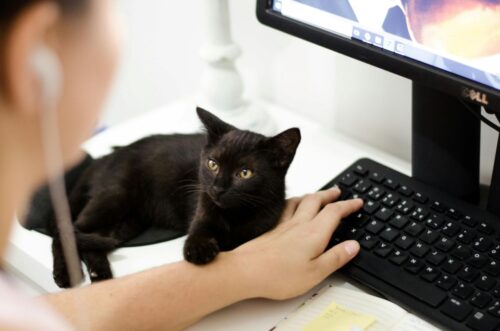 Autism emotional support animals can bring comfort, joy, and peace of mind.